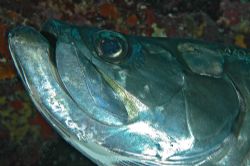 This is a close-up of a HUGE tarpon, taken at Eden Rock, ... by David Heidemann 